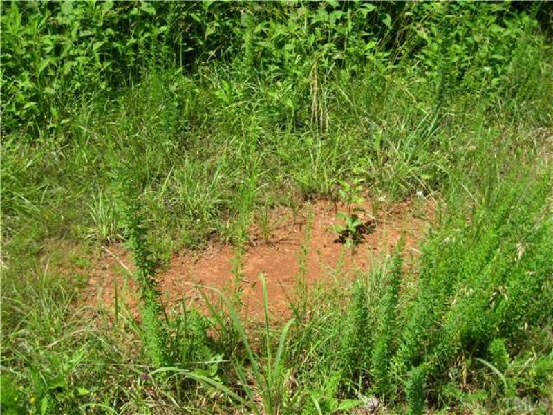 38+ Acres with Stream : Siler City : Chatham County : North Carolina