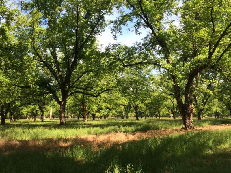 Pecan Orchard : Cuthbert : Randolph County : Georgia