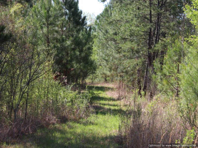 Outstanding 34 Ac. Estate/rec Tract : Camden : Madison County : Mississippi