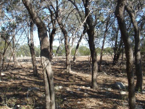 1.2 Acre Wooded Homesite On Creek : New Braunfels : Comal County : Texas