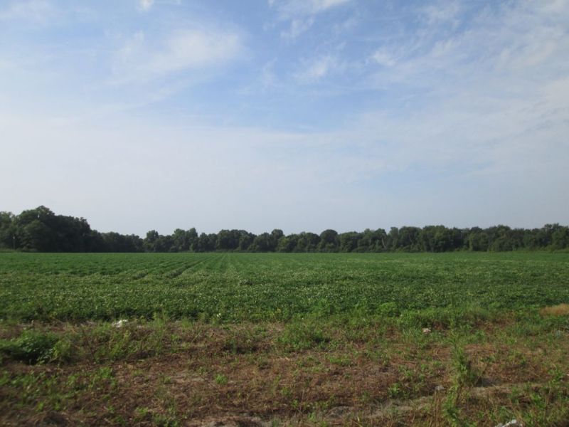 Farmland with Double Road Frontage : Millwood : Ware County : Georgia