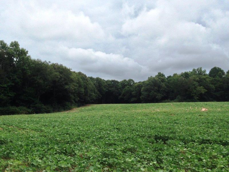 Harrison Bridge Farm : Carnesville : Franklin County : Georgia