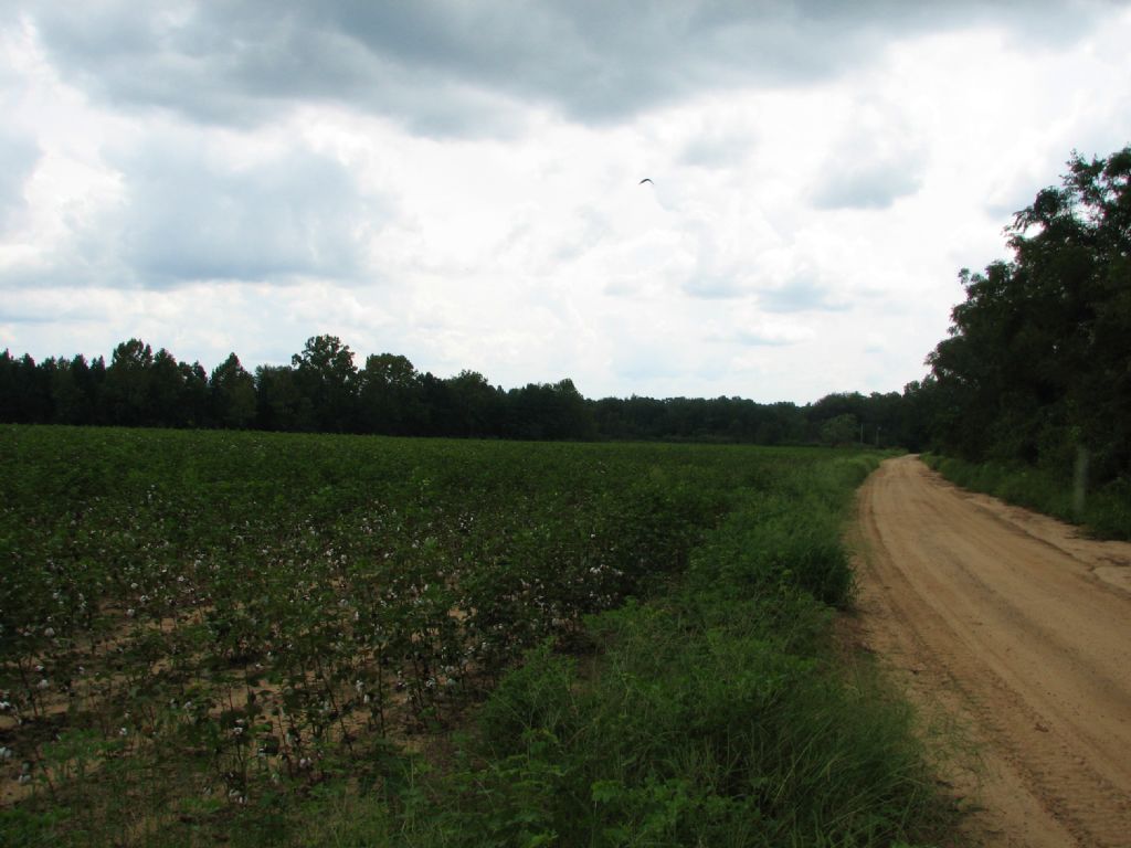 Cedar Creek : Cobbtown : Tattnall County : Georgia