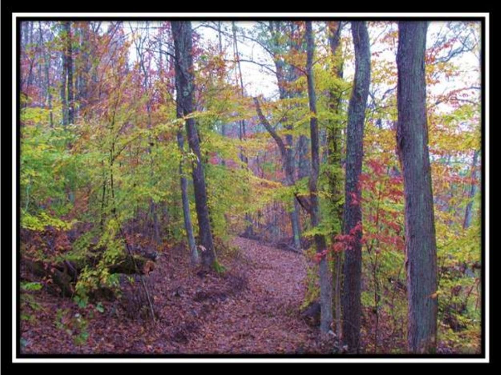 Beautifully Wooded Acreage Land for Sale in Laurelville, Hocking