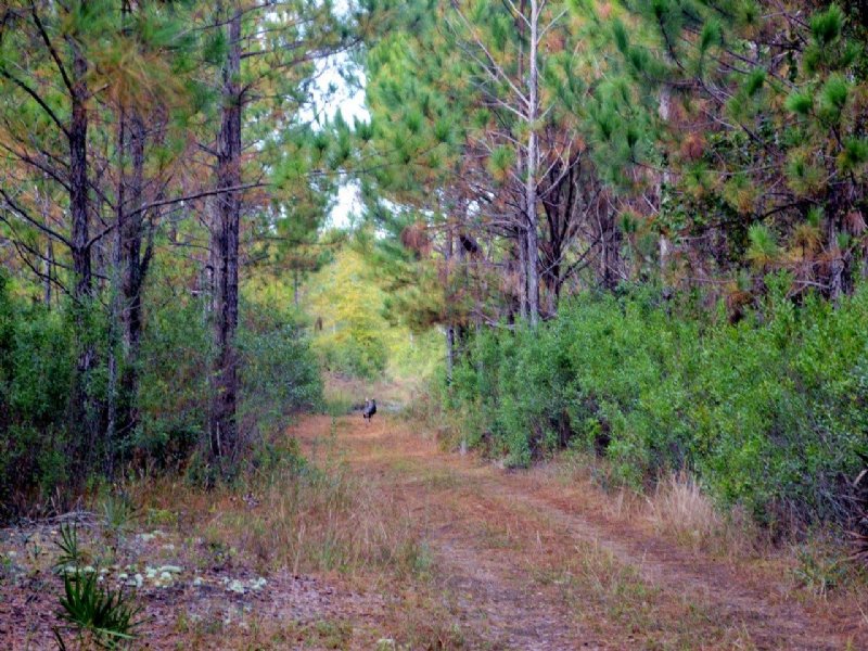 Levy County Hunting and Timber : Bronson : Levy County : Florida