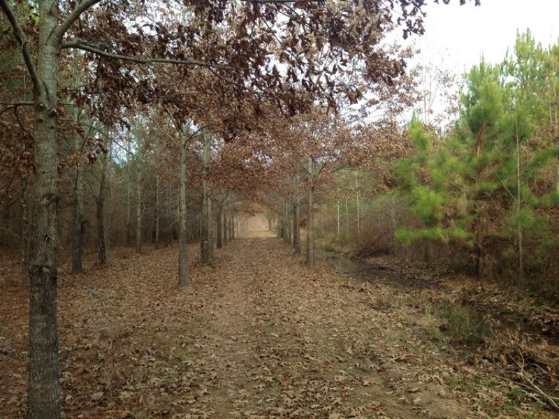 Brush Creek Tract : Marion : Perry County : Alabama