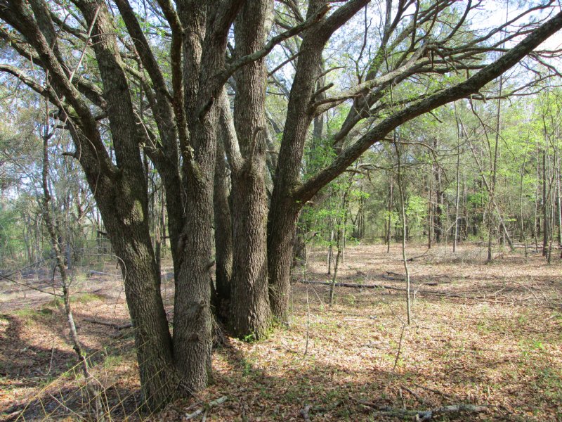 Old Jake Harrell Place : Eastman : Dodge County : Georgia