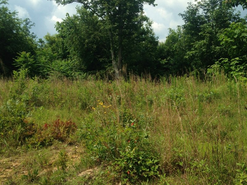 251+/- Acres Hunting Land : Sequatchie : Marion County : Tennessee