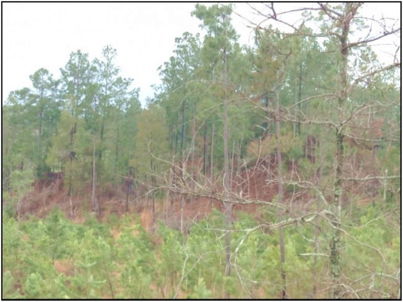 86.7 Acres in Carroll County : Coila : Carroll County : Mississippi