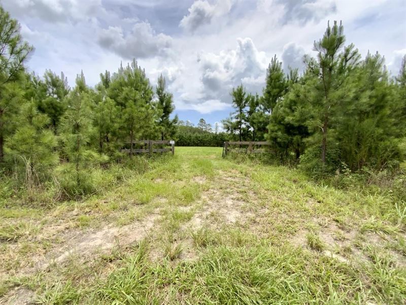 7 Acres Captain Brown Rd : Madison : Madison County : Florida
