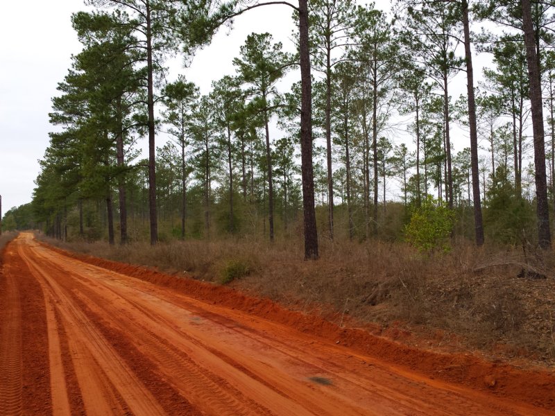 Great Small Tract Land for Sale in Coleman, Randolph County,