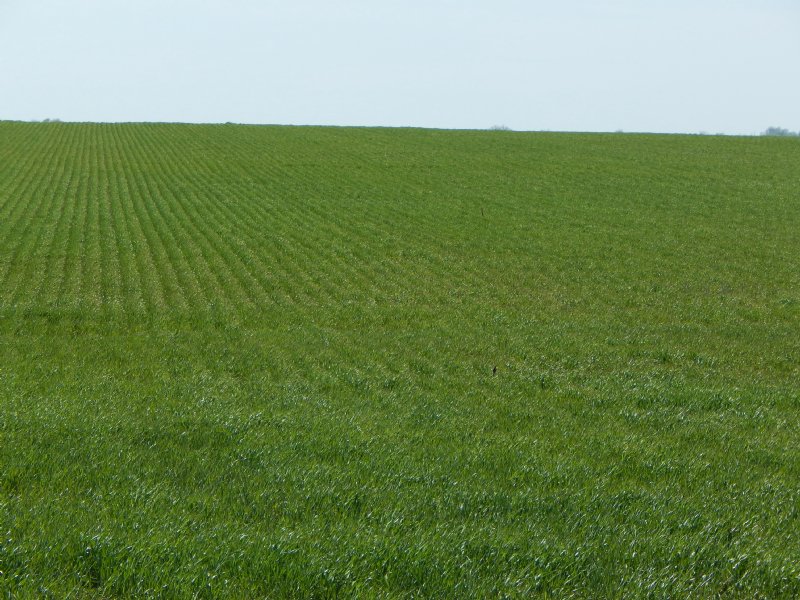 Dufek Trust 310 Acres : Sterling : Reno County : Kansas