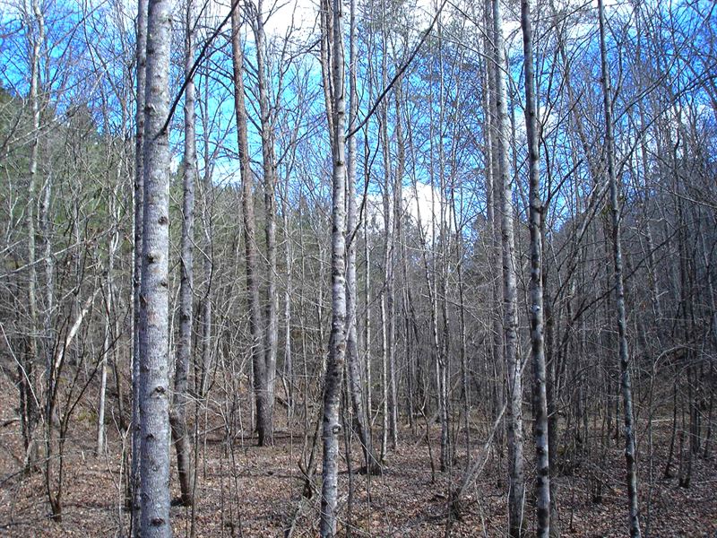 Reduced Tellico Lake Tract : Vonore : Monroe County : Tennessee