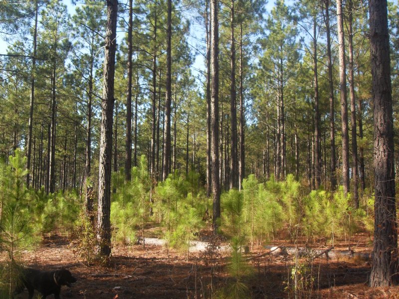 Tifton Soils Land for Sale in Vienna, Dooly County, 88977