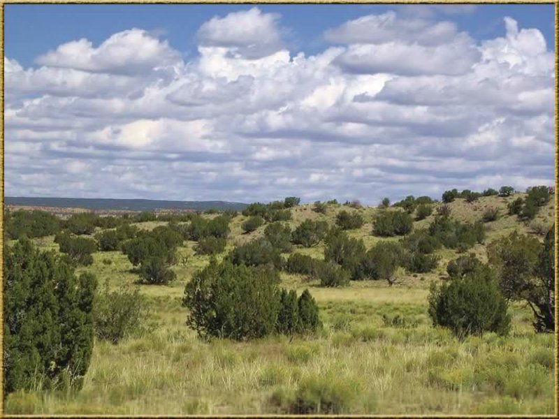 Woodland Valley Ranch Tract 848 : Saint Johns : Apache County : Arizona