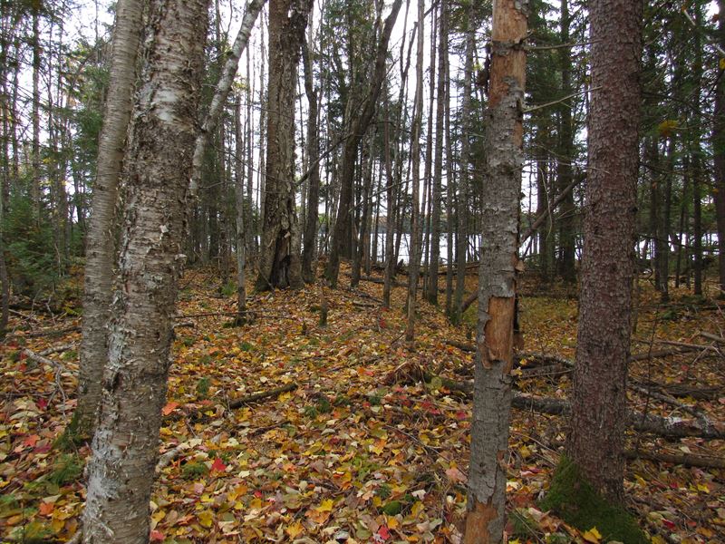Lot 4 Wizard Rd : Watersmeet : Gogebic County : Michigan