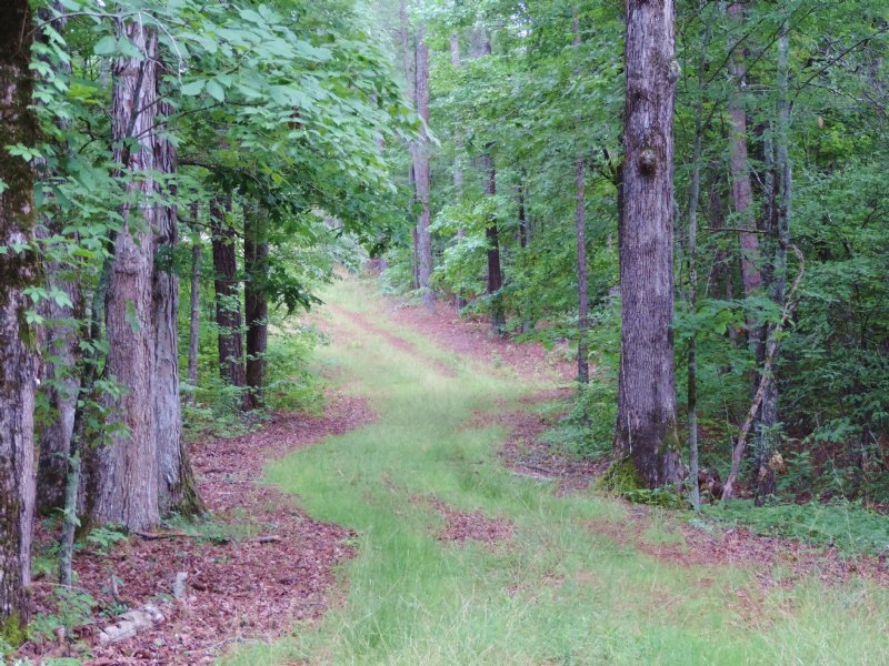 Redlands Wma Tract : Greensboro : Greene County : Georgia
