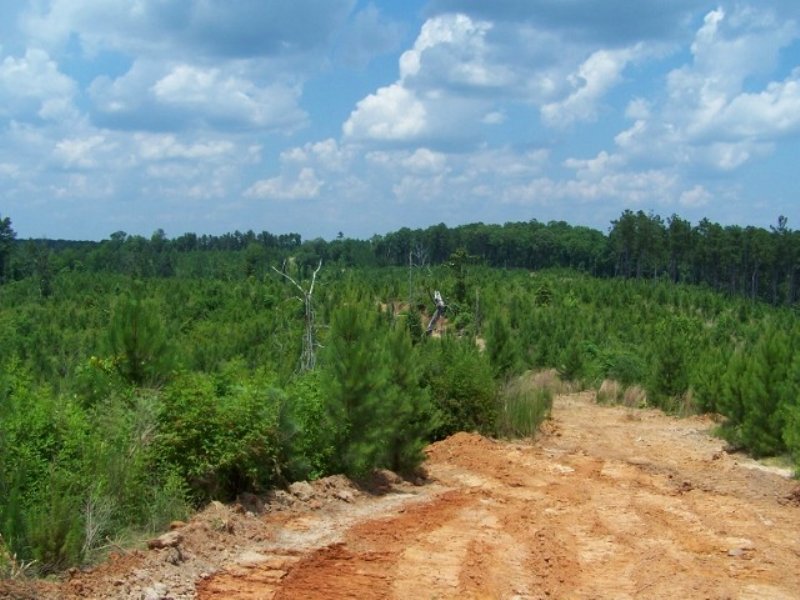 320 Ac - Timberland & Hunting T : Columbia : Caldwell Parish : Louisiana