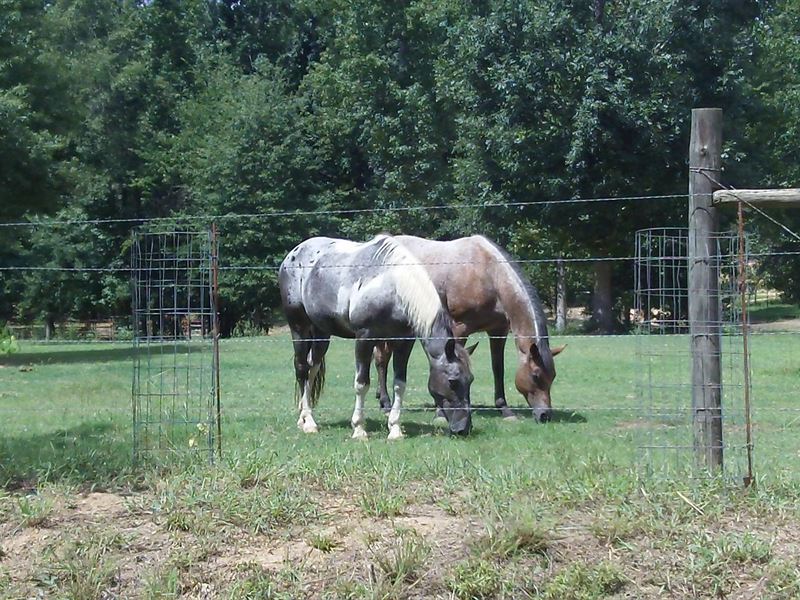 Barnes Mountain Farms, 7.37 Acre : Monticello : Jasper County : Georgia