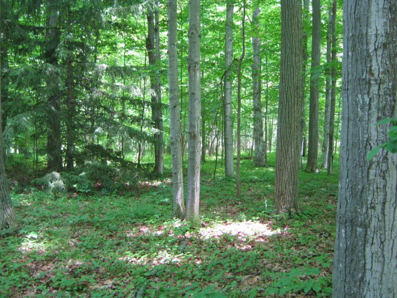 Wooded Building Lot Near Ithaca : Ulysses : Tompkins County : New York