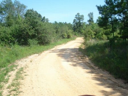 Reduced: 131 Ac Cheap Hunting Land : Beaverton : Lamar County : Alabama