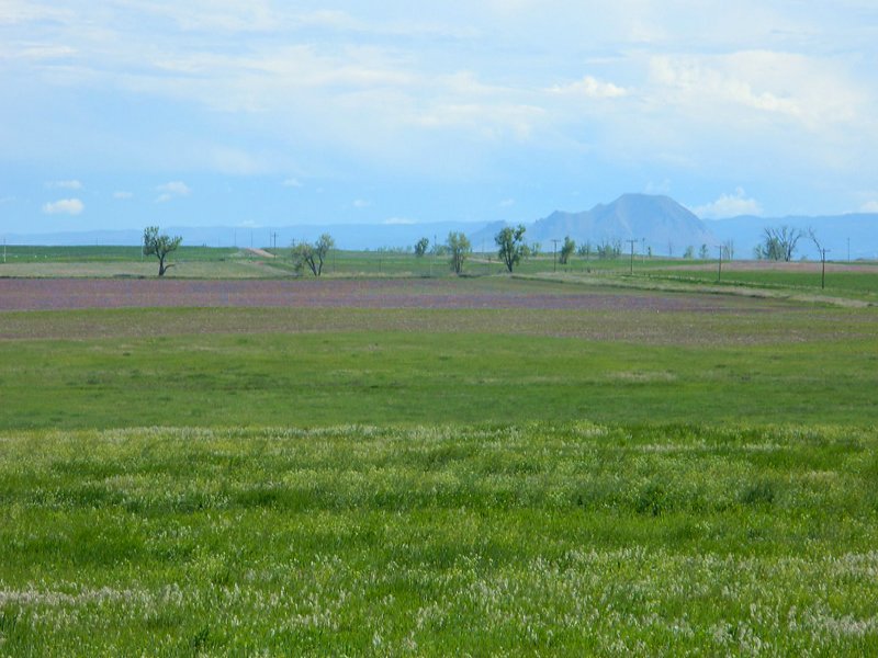 Rogers Irrigated Farm : Newell : Butte County : South Dakota