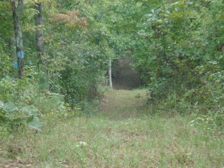 120 Ac Timber Investment : Goodwater : Coosa County : Alabama