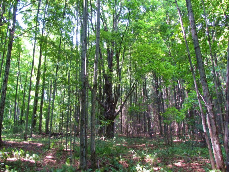 Land Borders State Forest 13 Acres : Lincklaen : Chenango County : New York