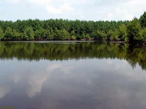 336.64 Acres | Recreation or Timber : Alamo : Wheeler County : Georgia