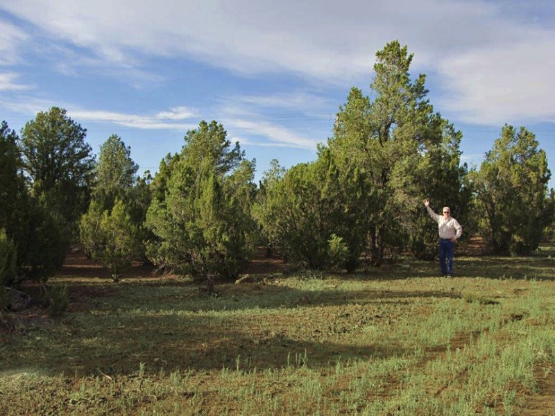 Northern Arizona Forested Cabinsite : Vernon : Apache County : Arizona