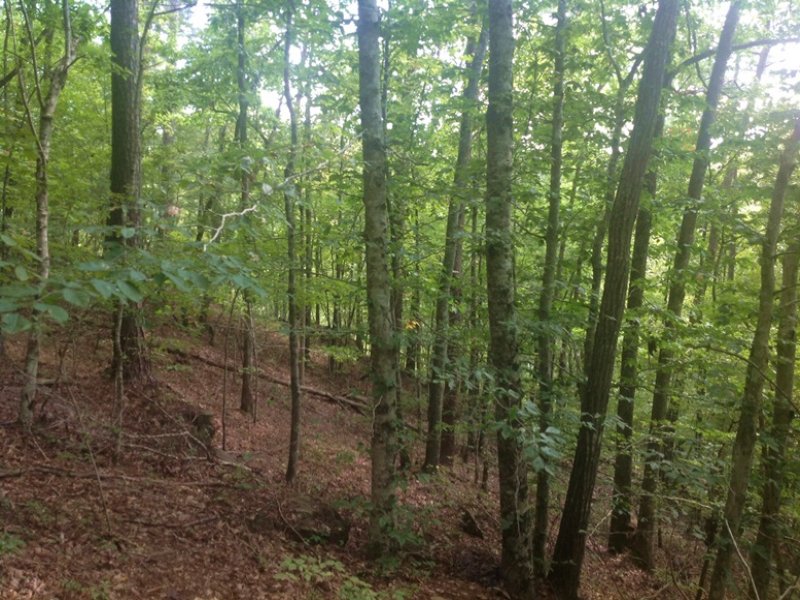 Little Indian Creek Tract : Northport : Tuscaloosa County : Alabama