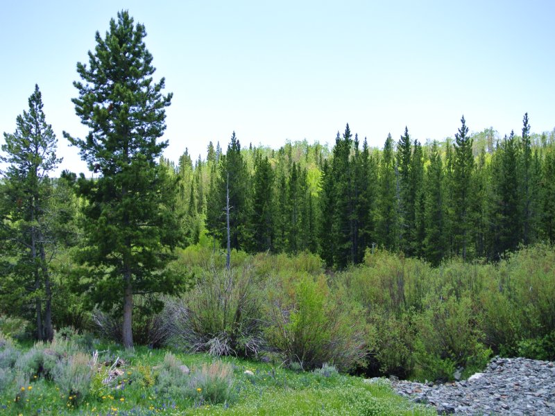 Beaver Creek Estates - Price Reduce : Atlantic City : Fremont County : Wyoming