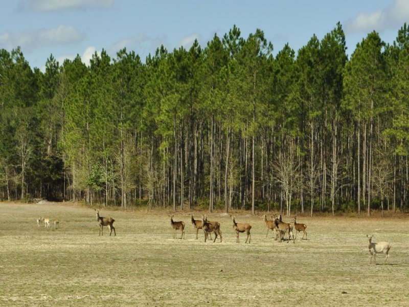 Gum Creek Preserve - Game-fenced Pr : Greenville : Madison County : Florida