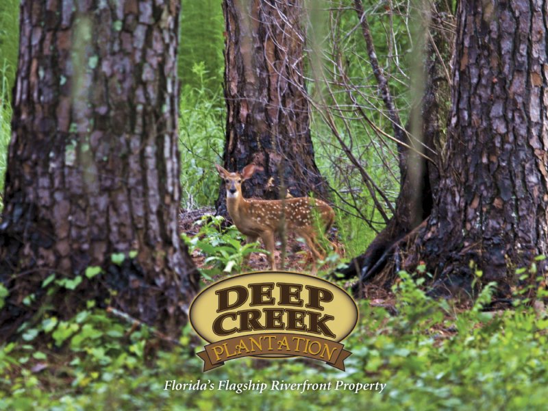 Deep Creek Plantation : Lake City : Columbia County : Florida