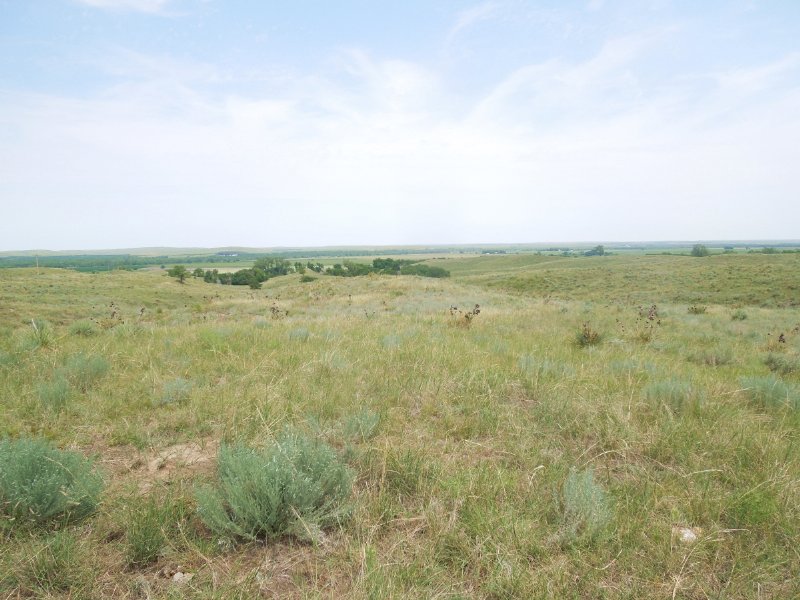 Lincoln County Grass : Sutherland : Lincoln County : Nebraska