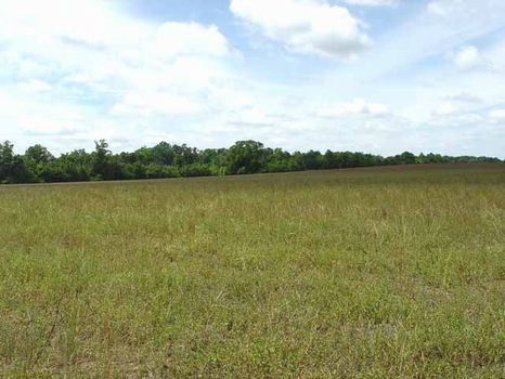 239.1 Acres | Farm or Hunting Land : Wrightsville : Johnson County : Georgia