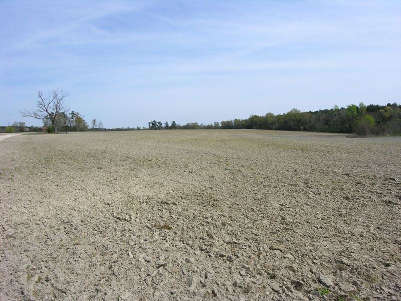 239 Acres Open, Wooded, 2 Homes : Sardis : Burke County : Georgia