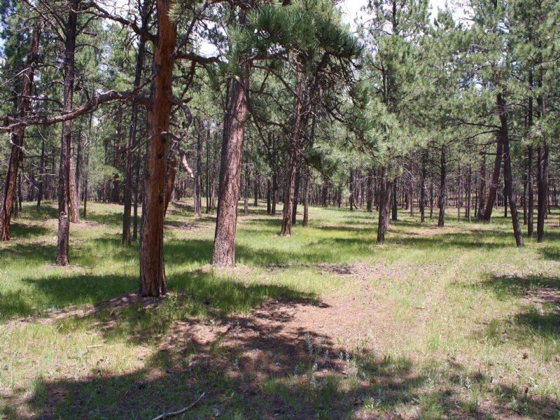 11055 Huntsman Road : Colorado Springs : El Paso County : Colorado