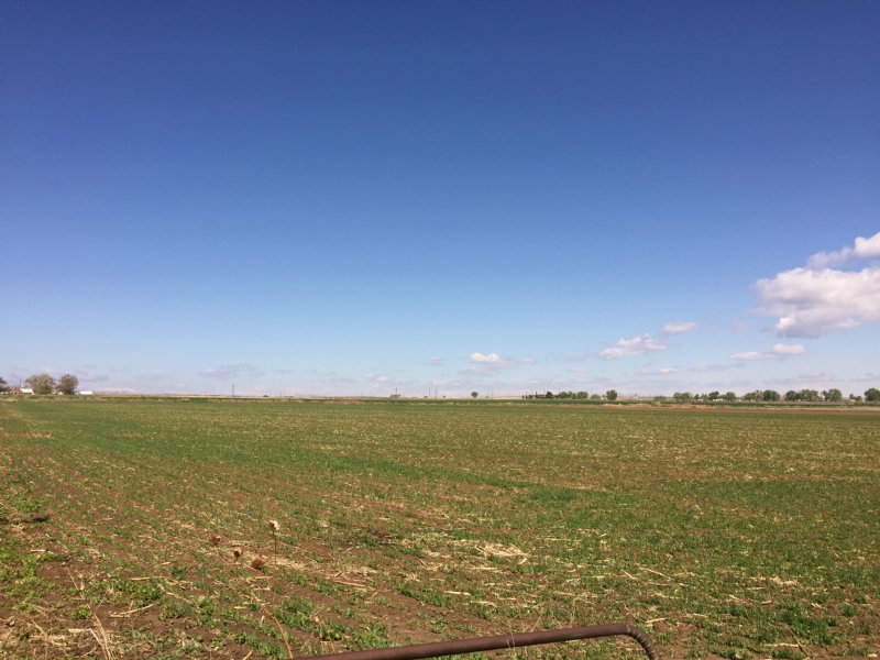 Ault Farmland and Development : Ault : Weld County : Colorado