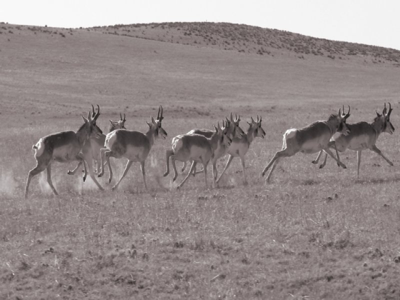 Willow Gulch Ranch : Matheson : Elbert County : Colorado