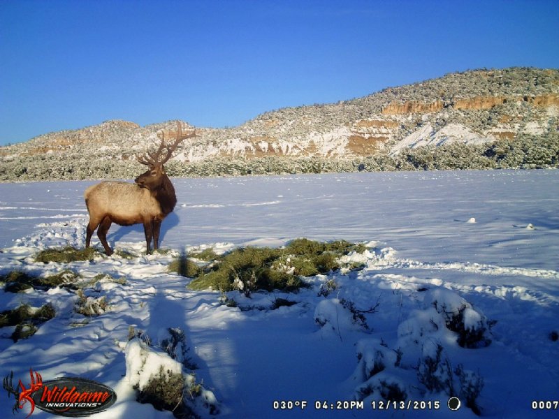 Mossback Ranch : Regina : Rio Arriba County : New Mexico