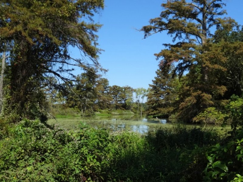 334 +/- Duck & Deer Hunting Lease : Cotton Plant : Woodruff County : Arkansas