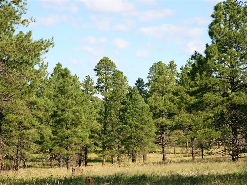 Arizona Forested Cabin Site : Alpine : Apache County : Arizona