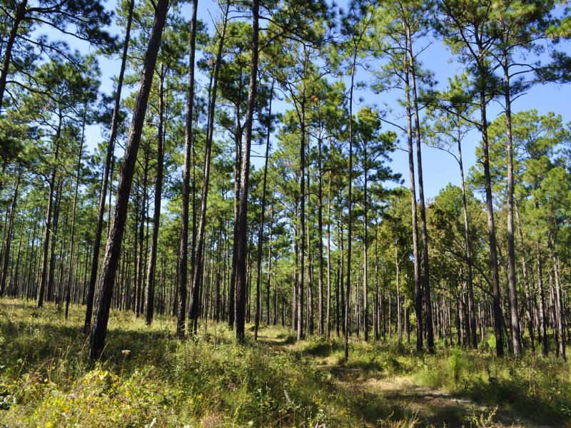 Windy Wood Plantation : Thomasville : Grady County : Georgia