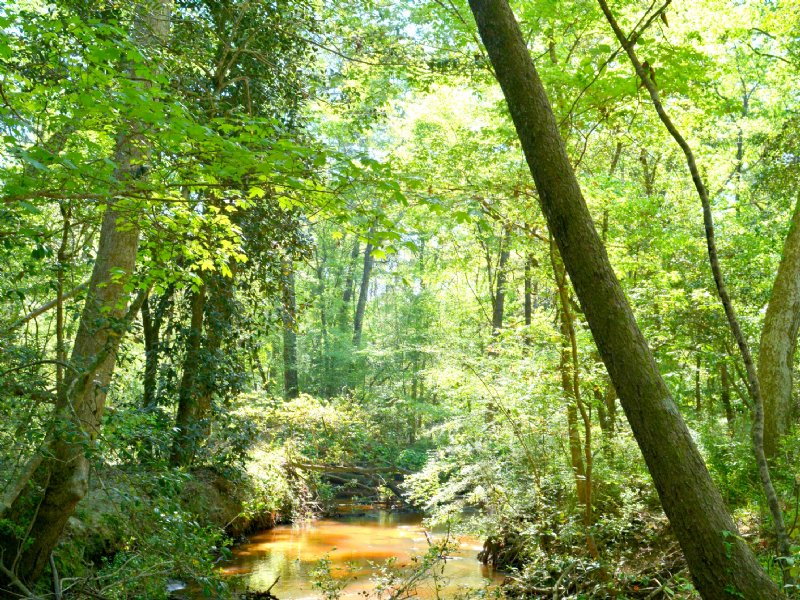 Indian Pines : Cairo : Grady County : Georgia