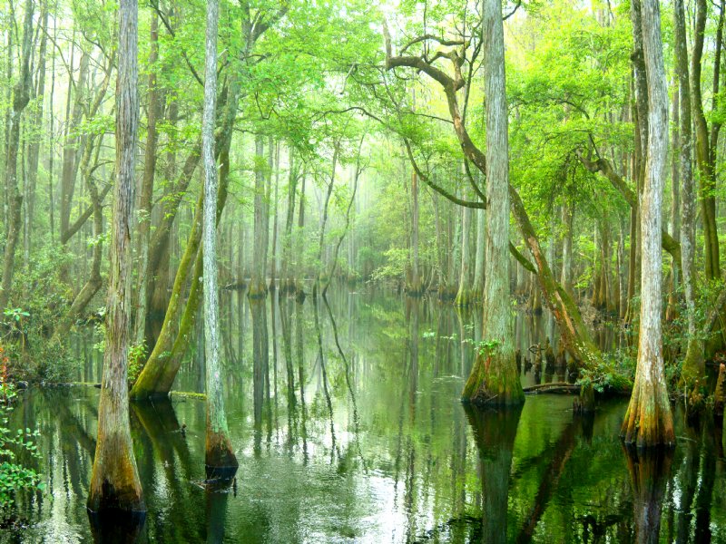 Little Aucilla Annex Of Honey Lake : Greenville : Madison County : Florida
