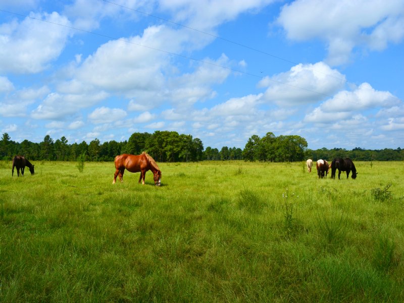 Bar-c Ranch : Monticello : Jefferson County : Florida