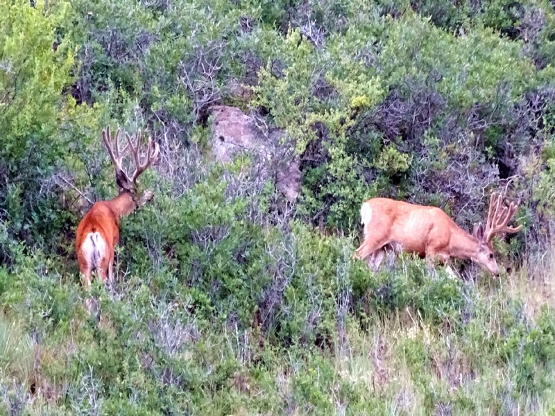 Silver Springs Ranch : Dolores : Montezuma County : Colorado