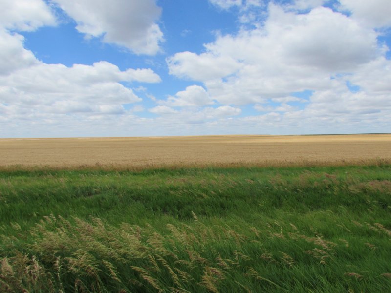 Sherman County Dryland Quarter : Goodland : Sherman County : Kansas
