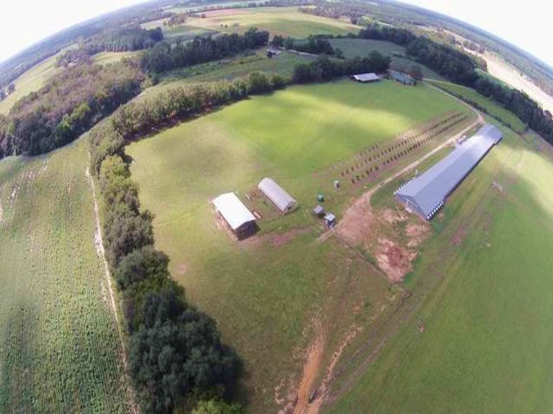 Poultry and Cattle Farm : Pansey : Houston County : Alabama